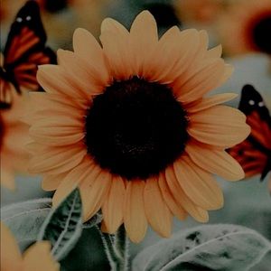 Meet your Posher, Doris